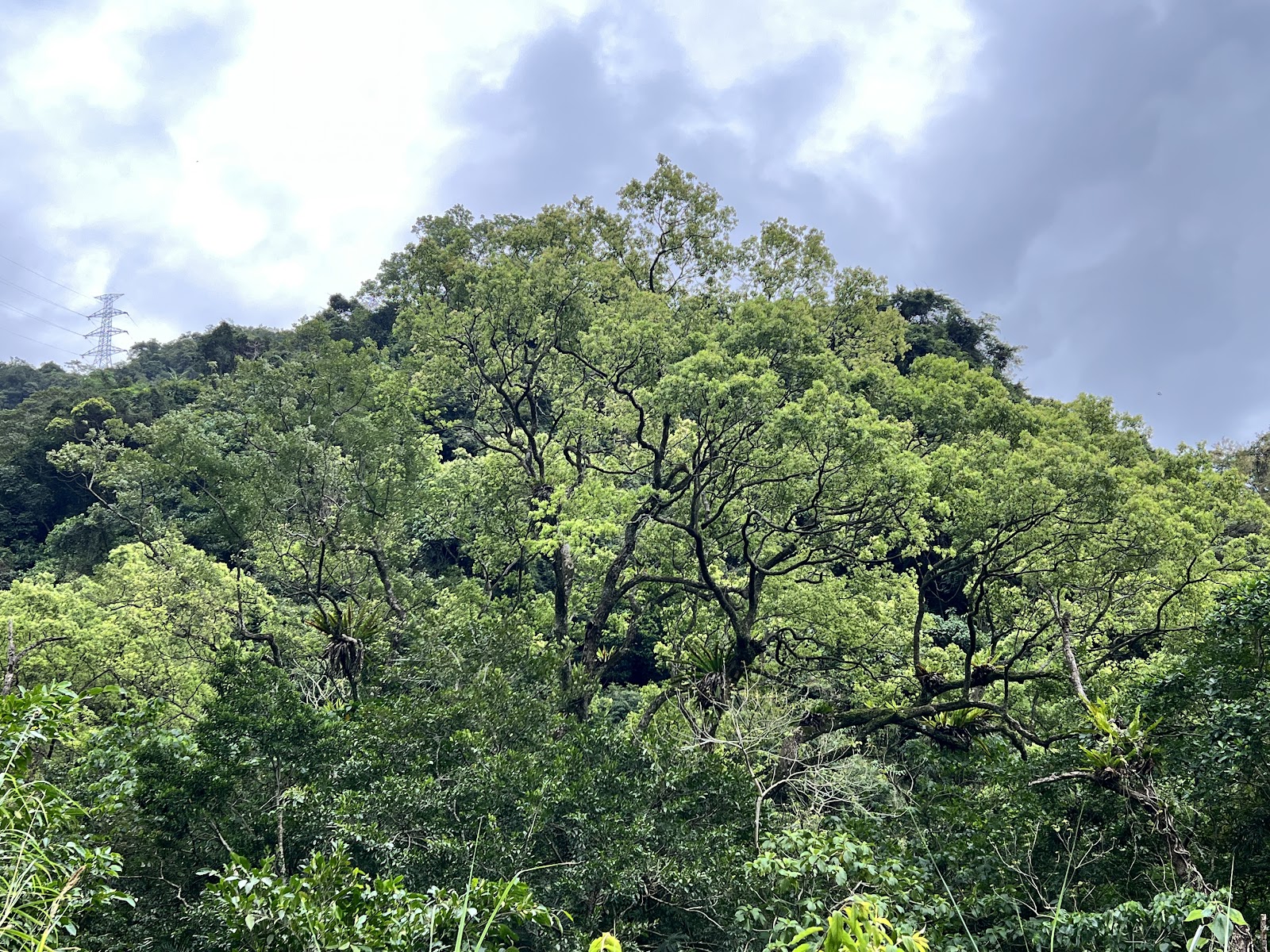 撒固兒步道巨樹蒼鬱花蓮自然步道