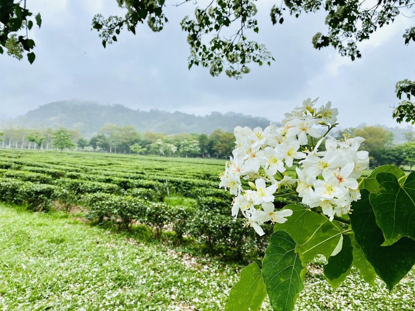 前景油桐花、背景茶園與山丘的景色