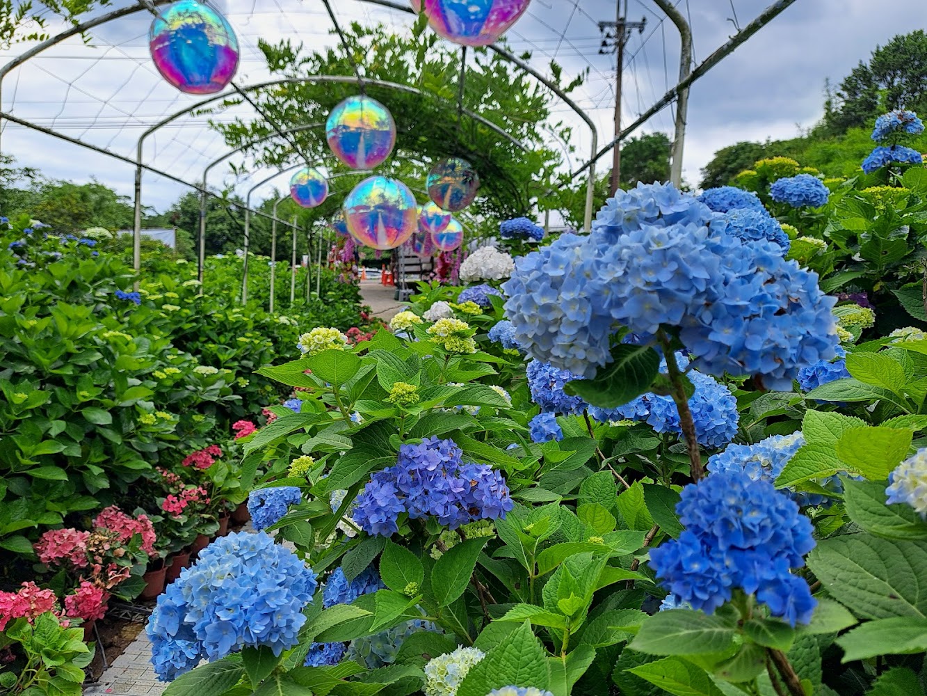 高家繡球花田萬里第三園區彩色裝飾與花卉隧道