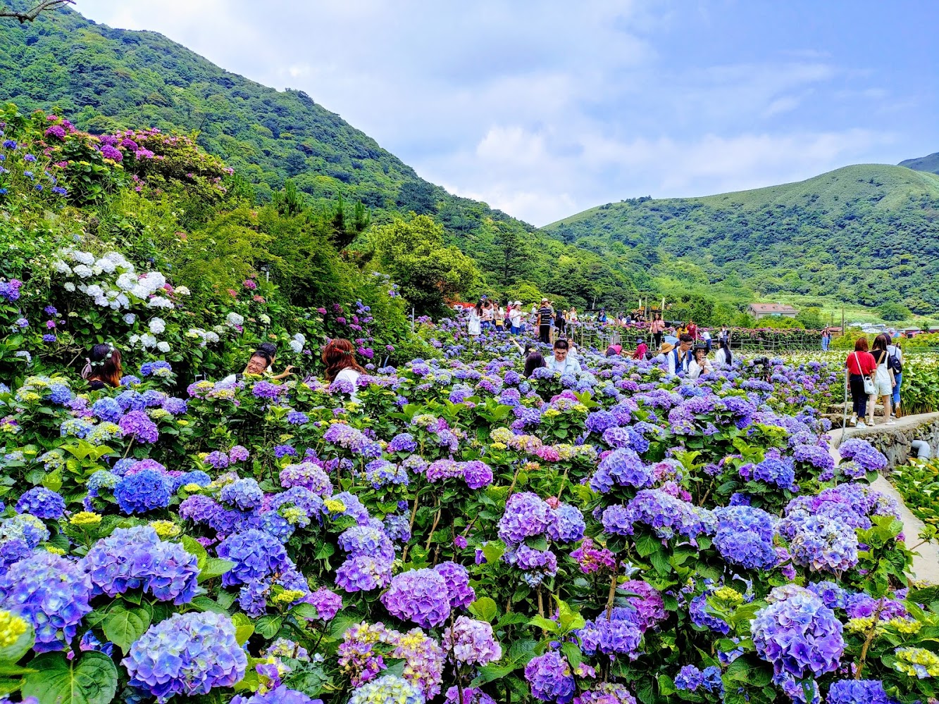 竹子湖繡球花田