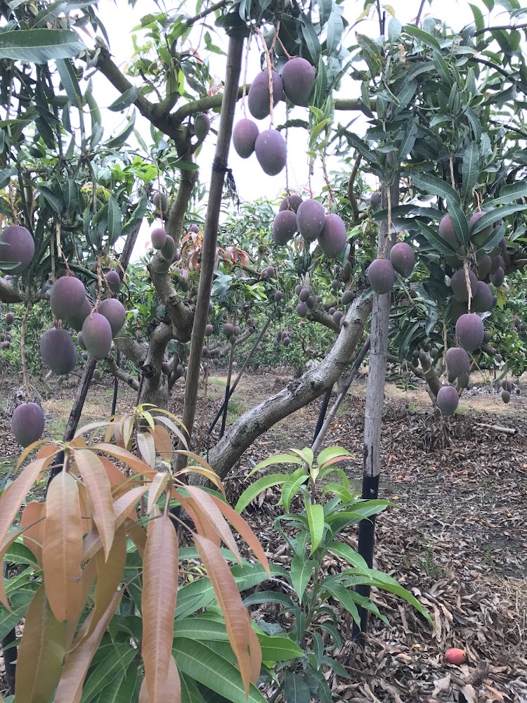 果園樹上結滿紫紅色芒果的景象