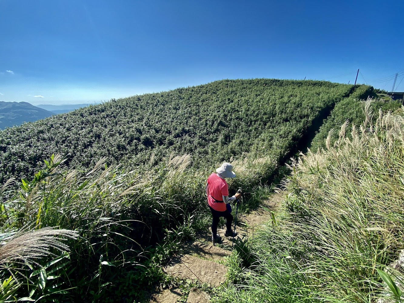 登山者走在大屯山芒草步道上