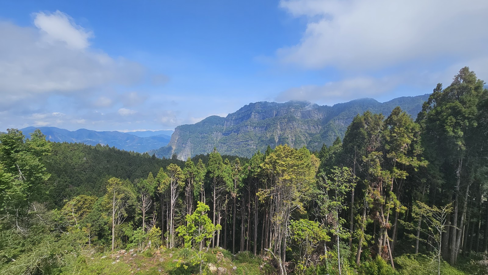 阿里山國家森林遊樂區高大檜木林與山巒遠景