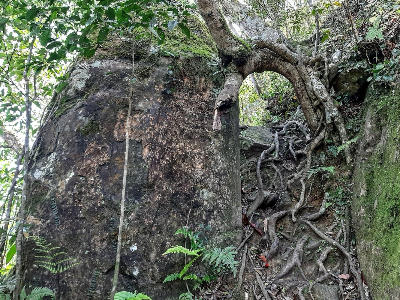 巨大岩石旁盤繞樹根的自然景觀