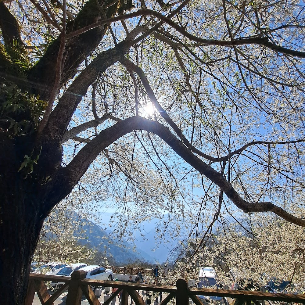 觀霧山莊霧社櫻王花景與停車場遠山