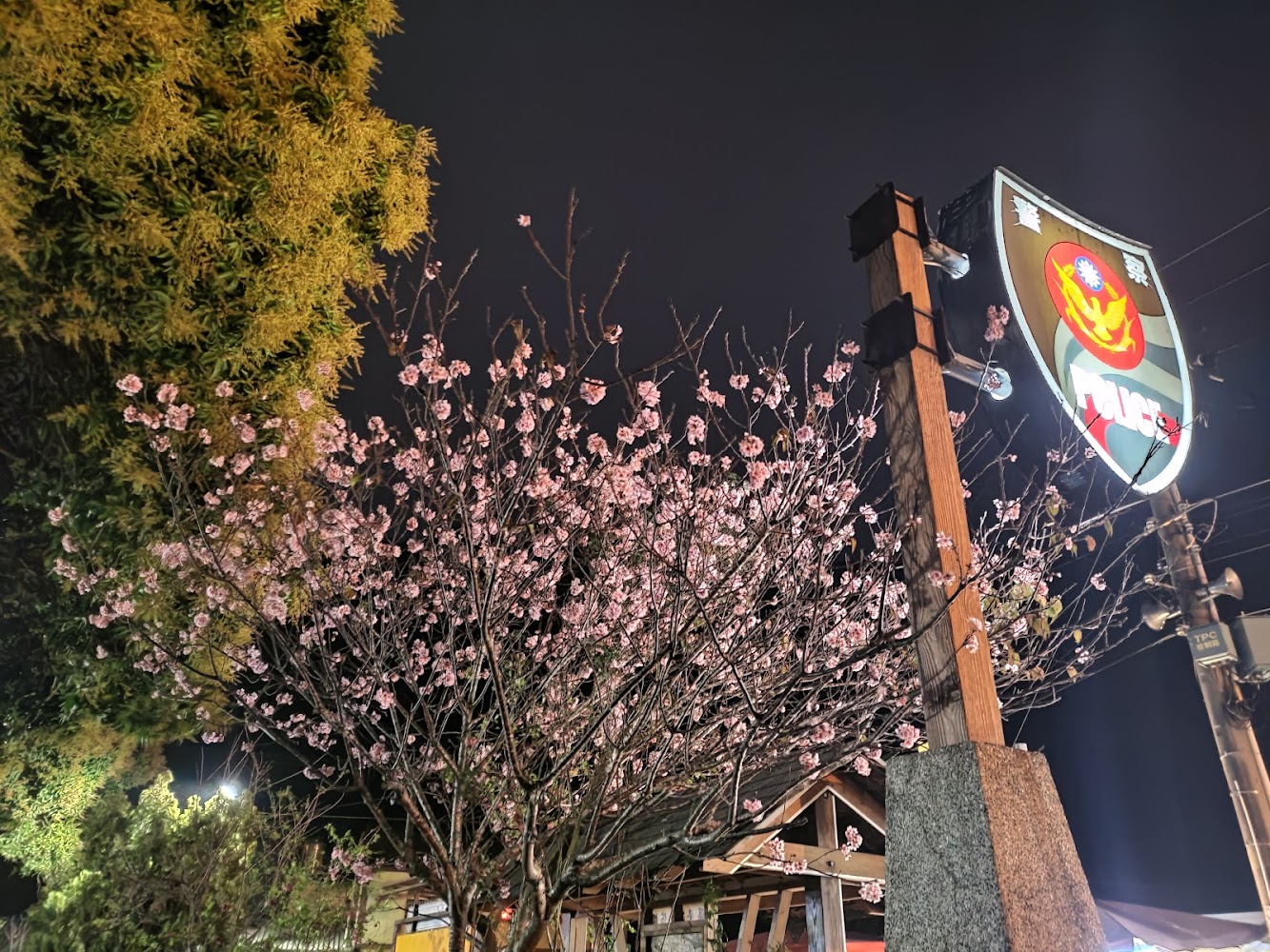 夜晚盛開櫻花樹與警察局招牌