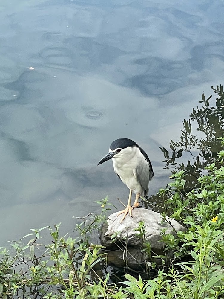 水鳥站在石頭上的自然生態景象