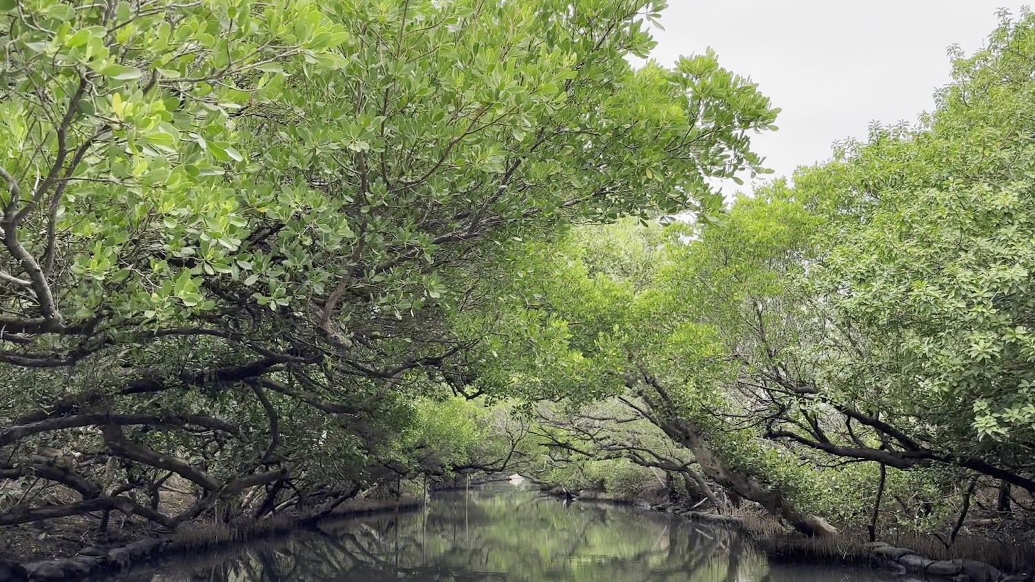 彎曲河流與茂密樹木構成的四草生態景色