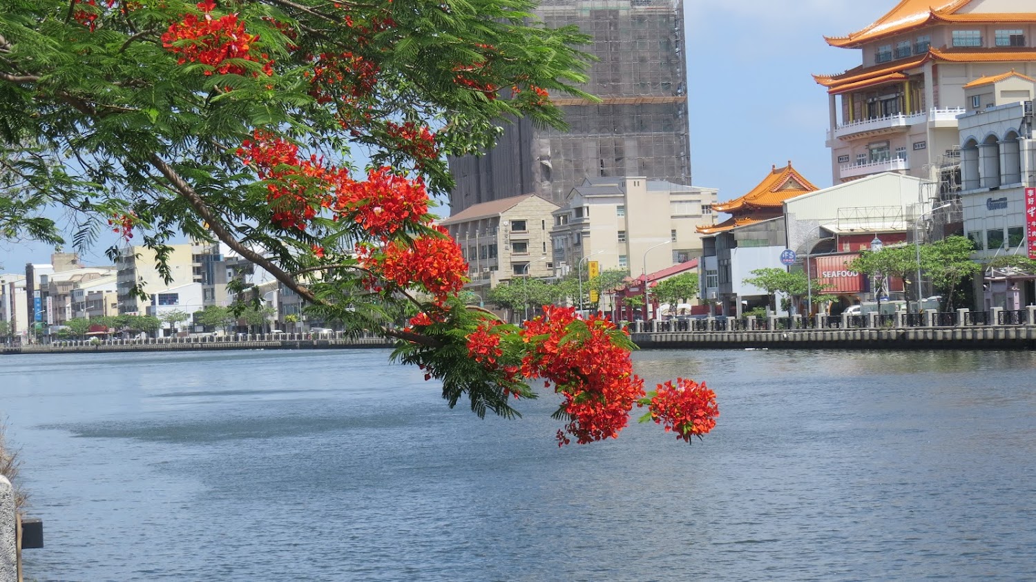 安平運河河景與鳳凰花枝條