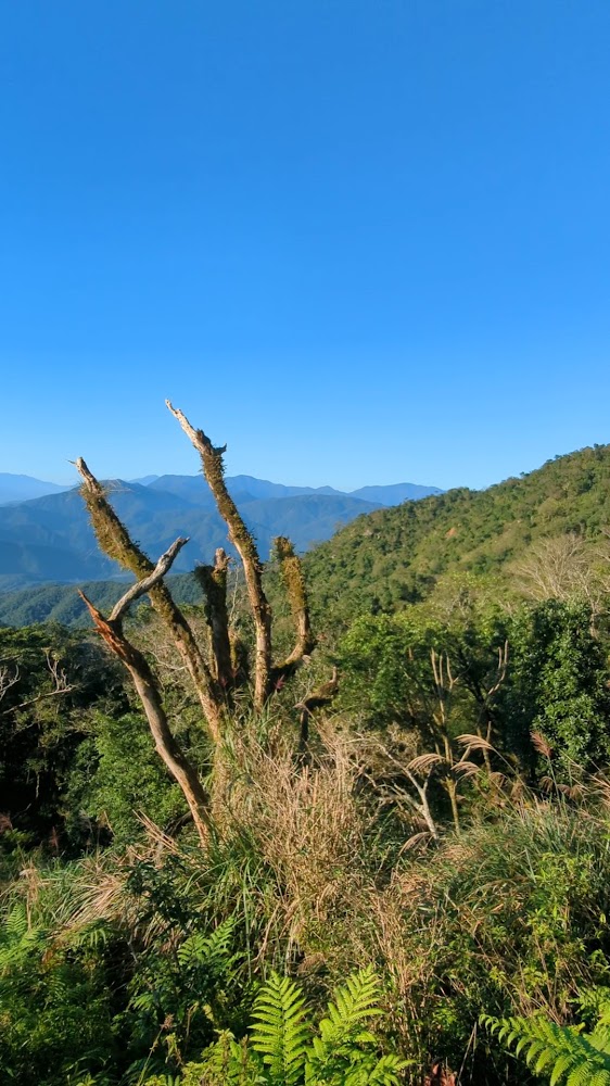 阿玉山枯樹與遠方青山藍天