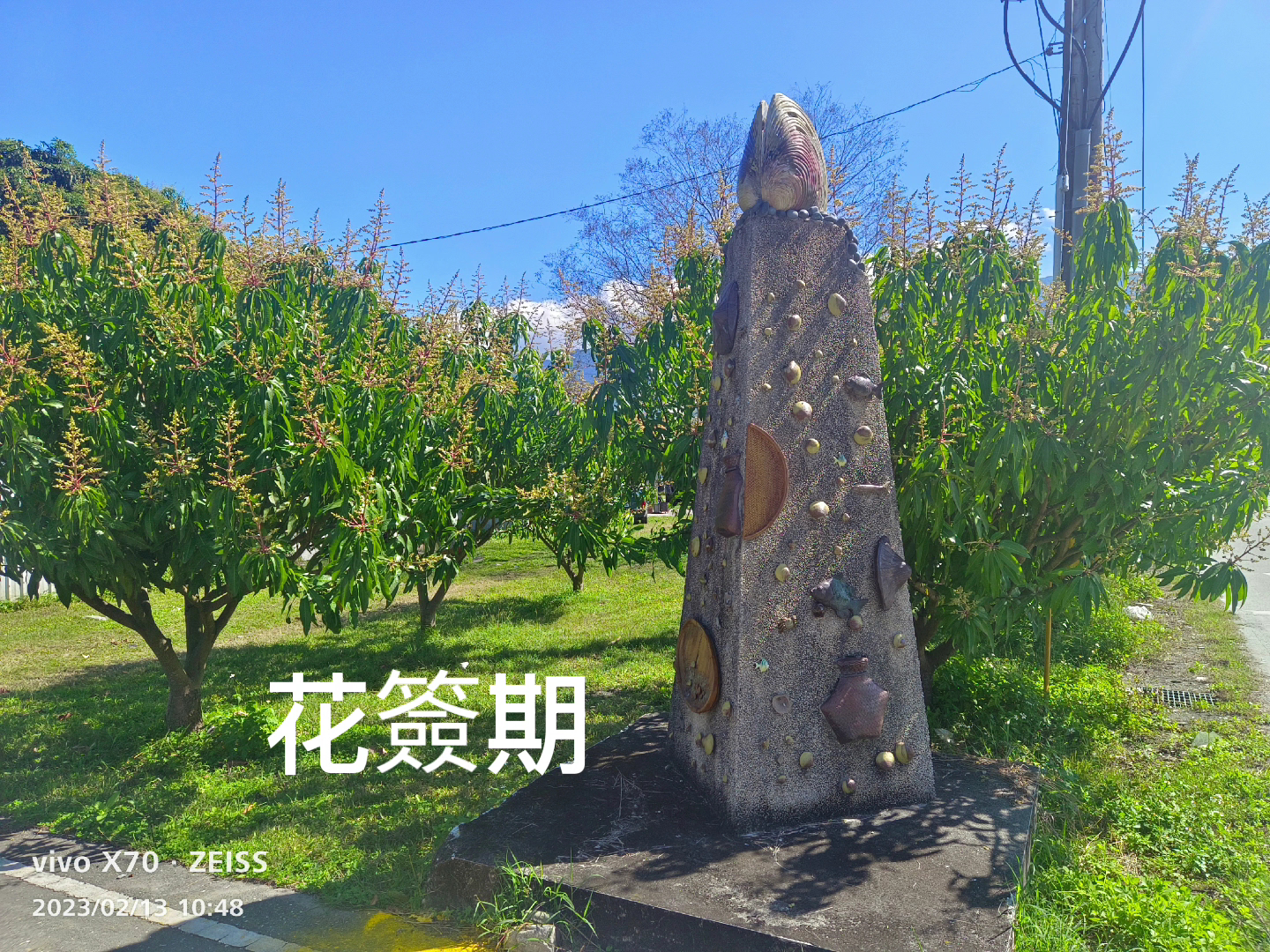 花蓮夏雪芒果農場花簽期石碑藍天紅芽芒果樹