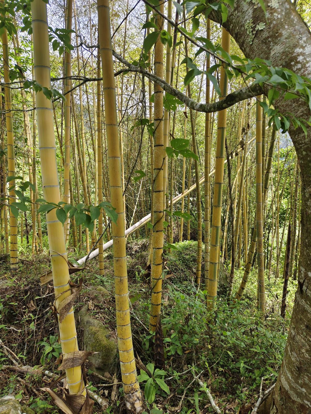 奮起步道竹林特寫金黃竹桿筆直挺立光影交錯嘉義森林浴