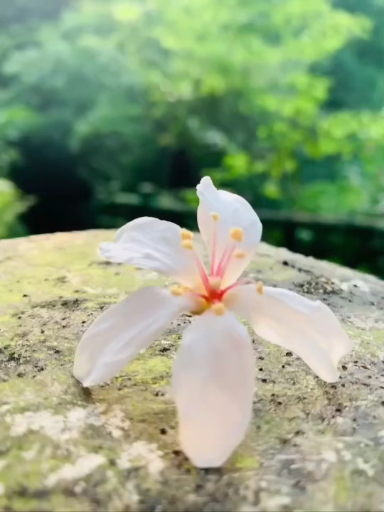 落在青苔石頭上的油桐花