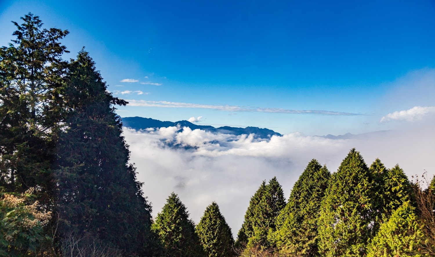高山雲海與針葉樹景觀