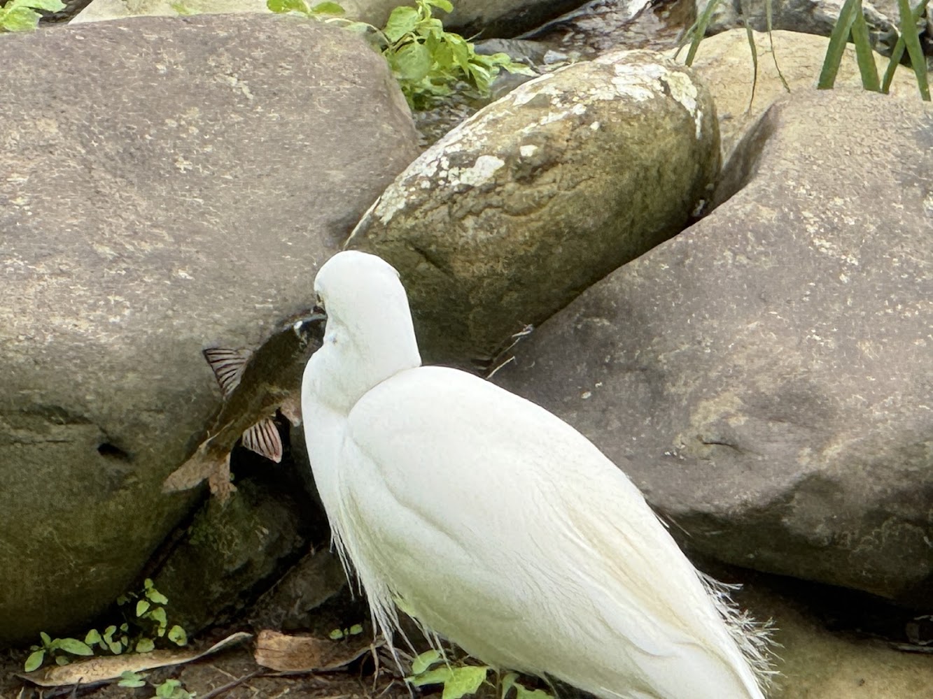 白色水鳥叼魚畫面