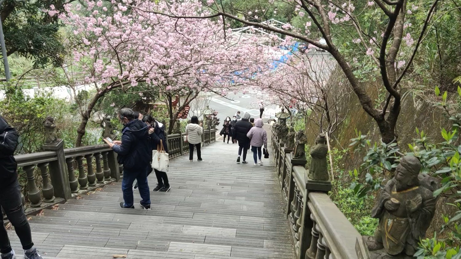 碧山巖櫻花階梯步道