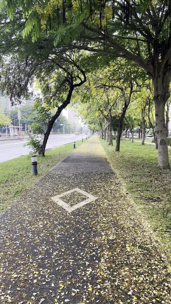 被黃花樹木覆蓋的步道與散落花瓣