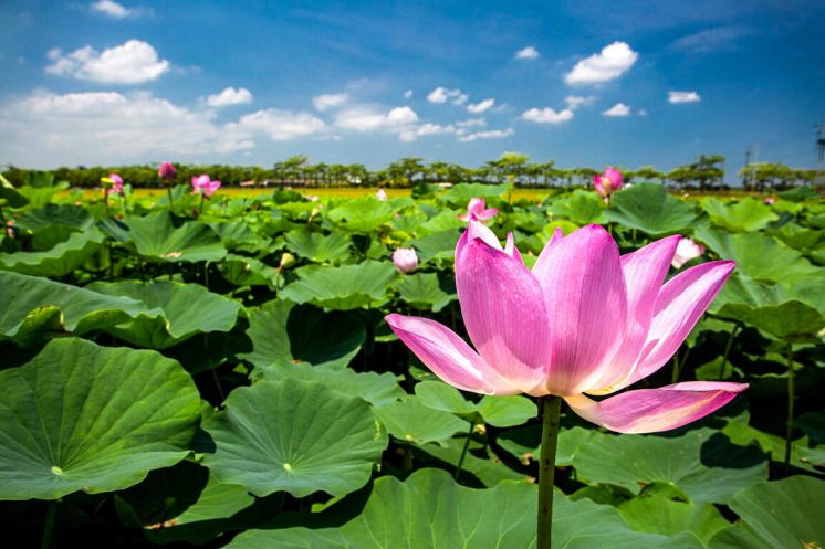 白河蓮花公園近拍粉色蓮花與藍天