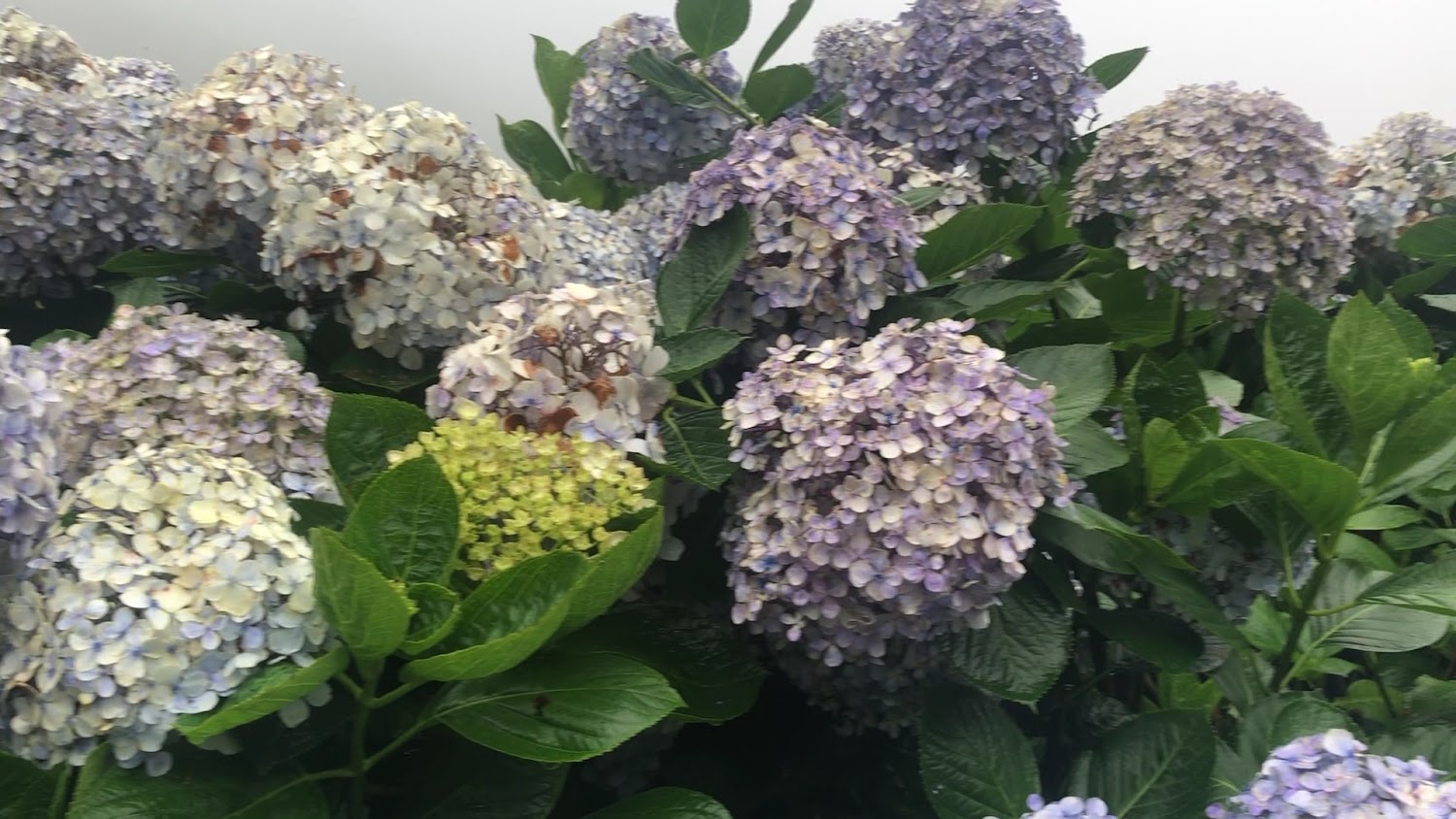 午後陽光繡球花田淡紫與白色花朵