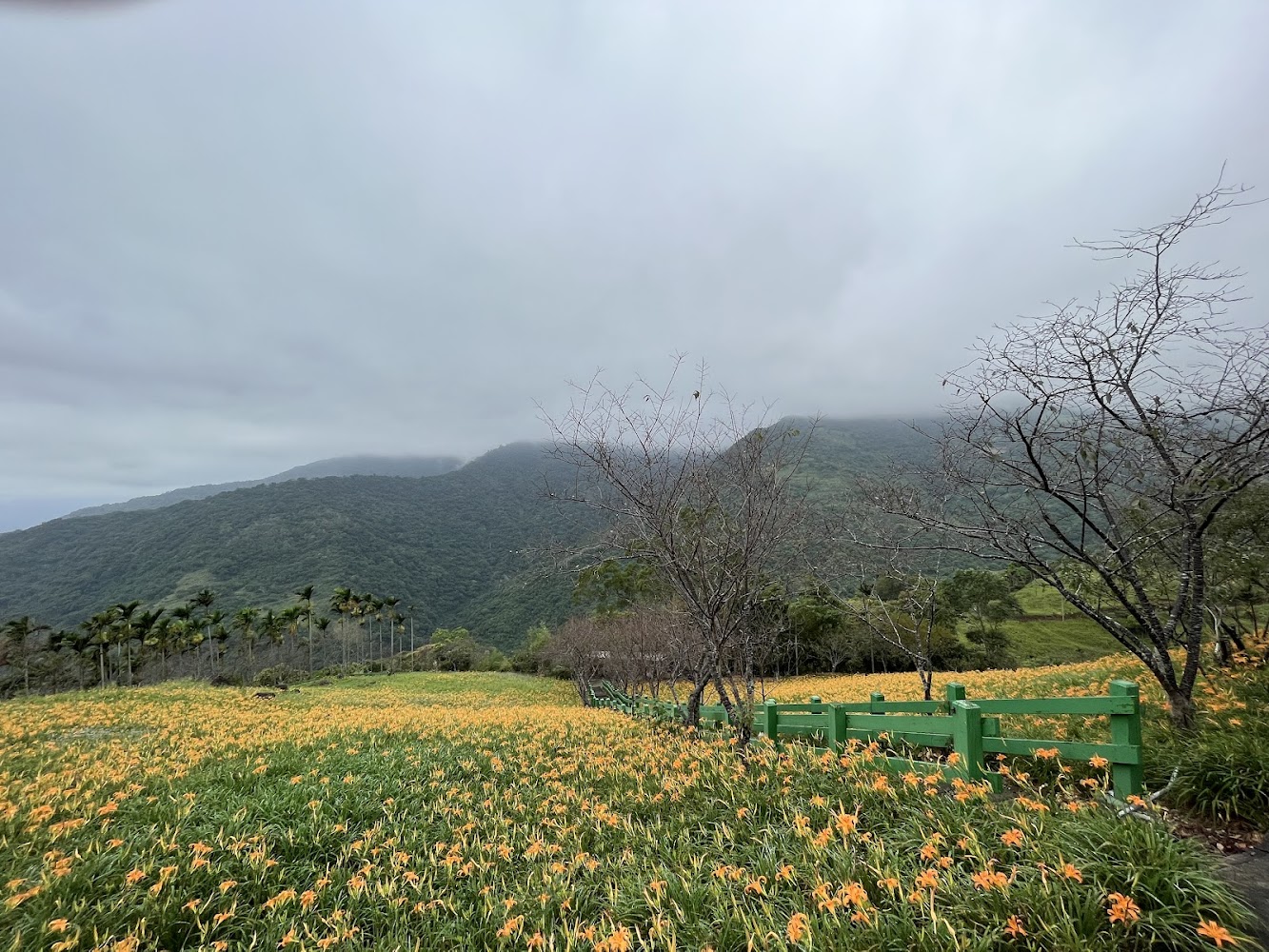 太麻里大片金針花田與雲霧山脈