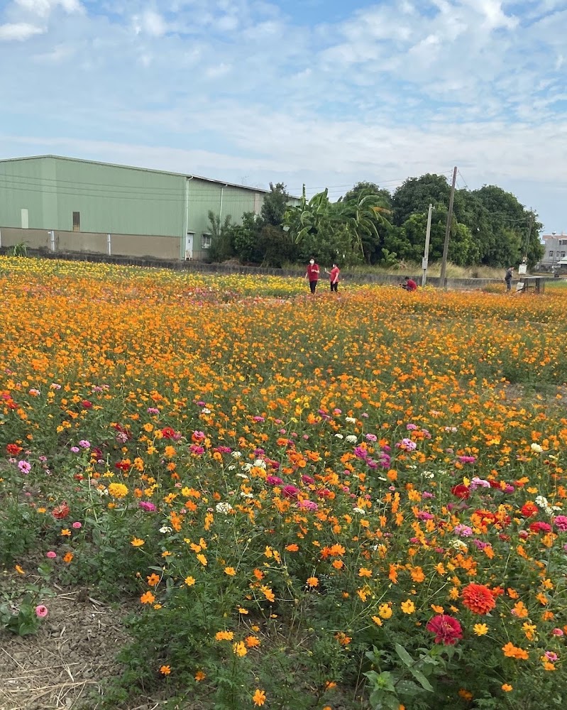 玉山路花海大片彩色花海景觀