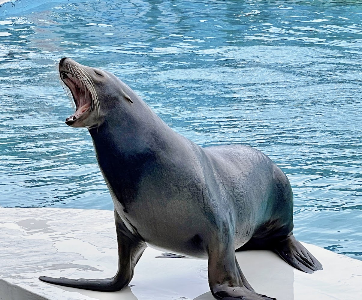 野柳海洋世界海獅近照
