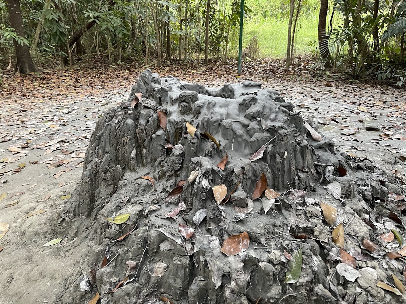 泥火山表面覆蓋濕潤泥漿與落葉