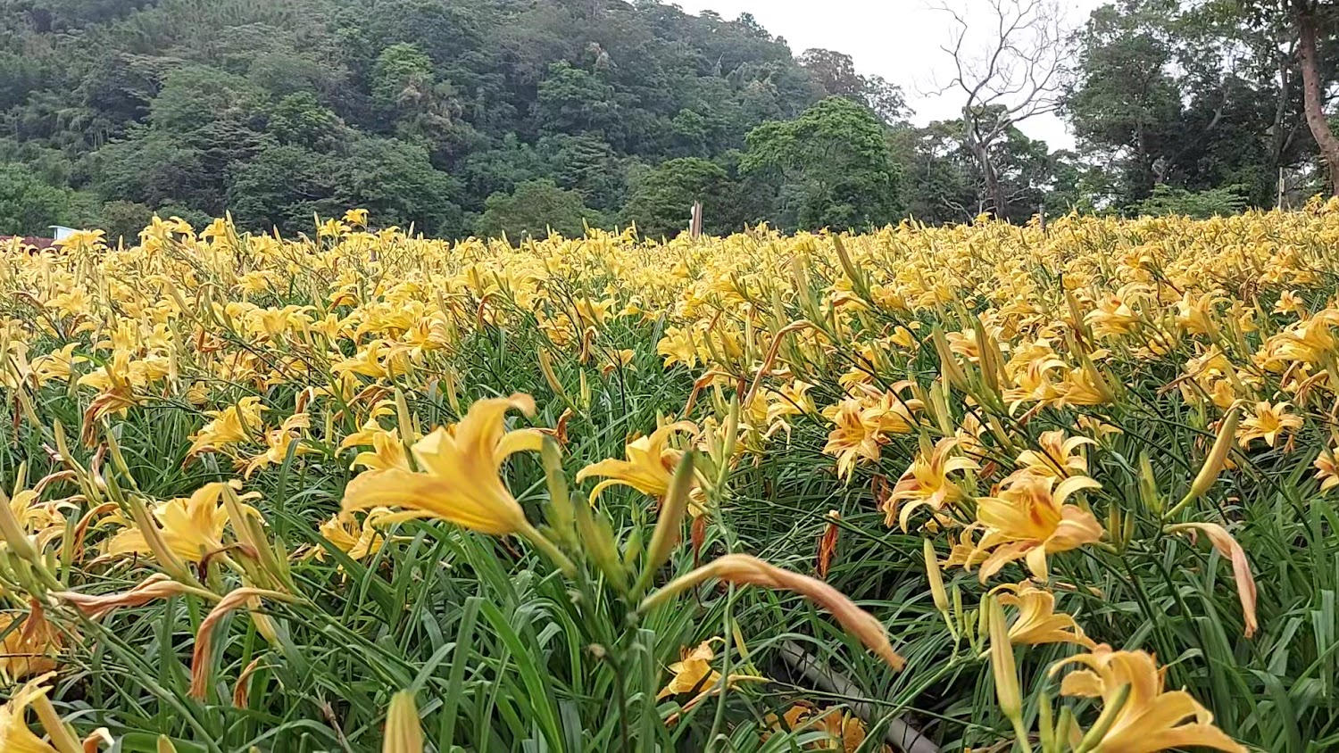 一大片盛開的黃色金針花田,背景有茂密的綠色樹林與山坡