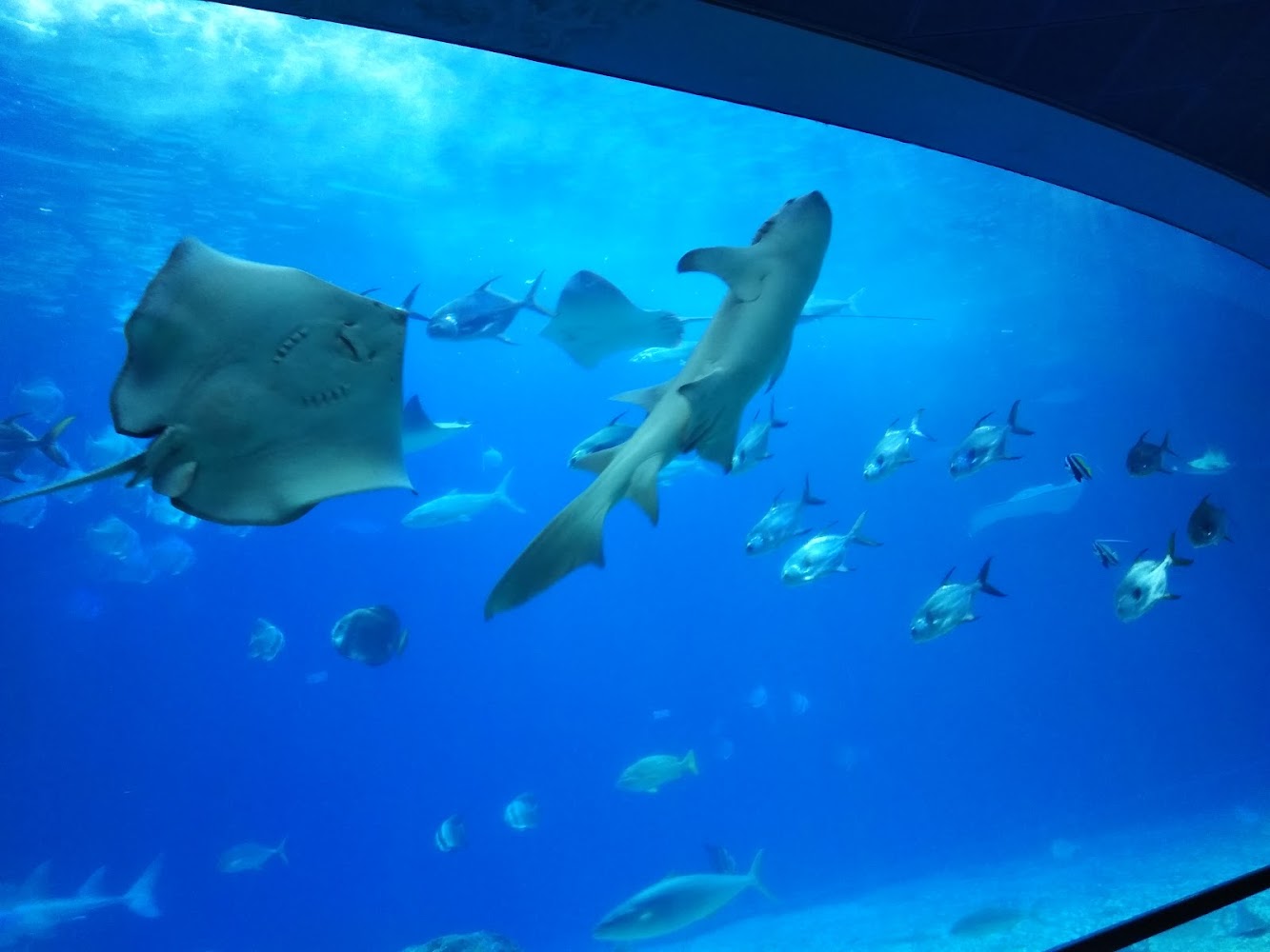 魟魚鯊魚與各式魚類在水槽中悠遊