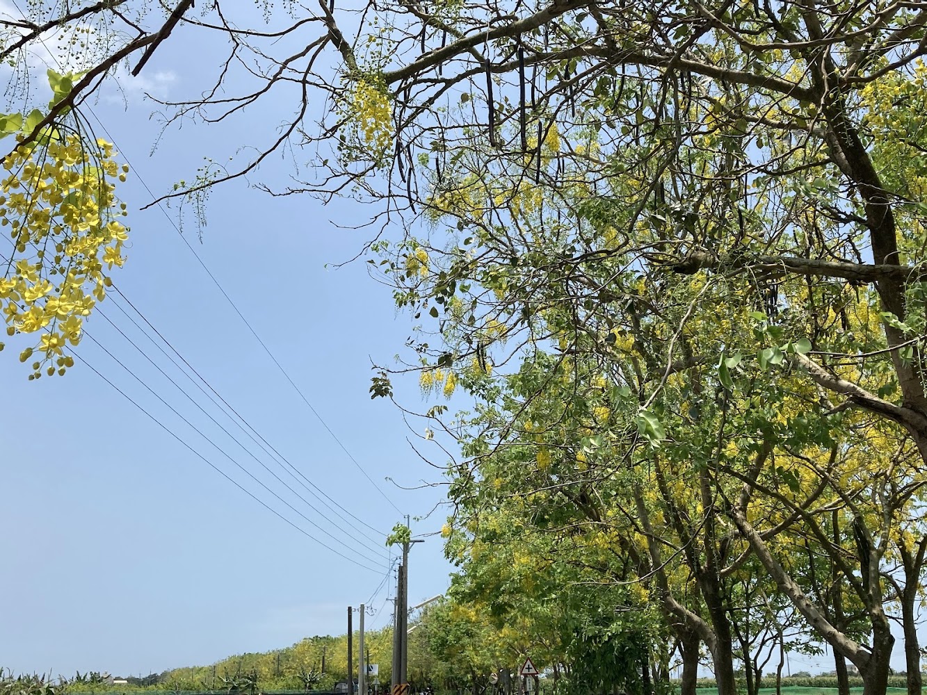 藍天下盛開阿勃勒與道路景色
