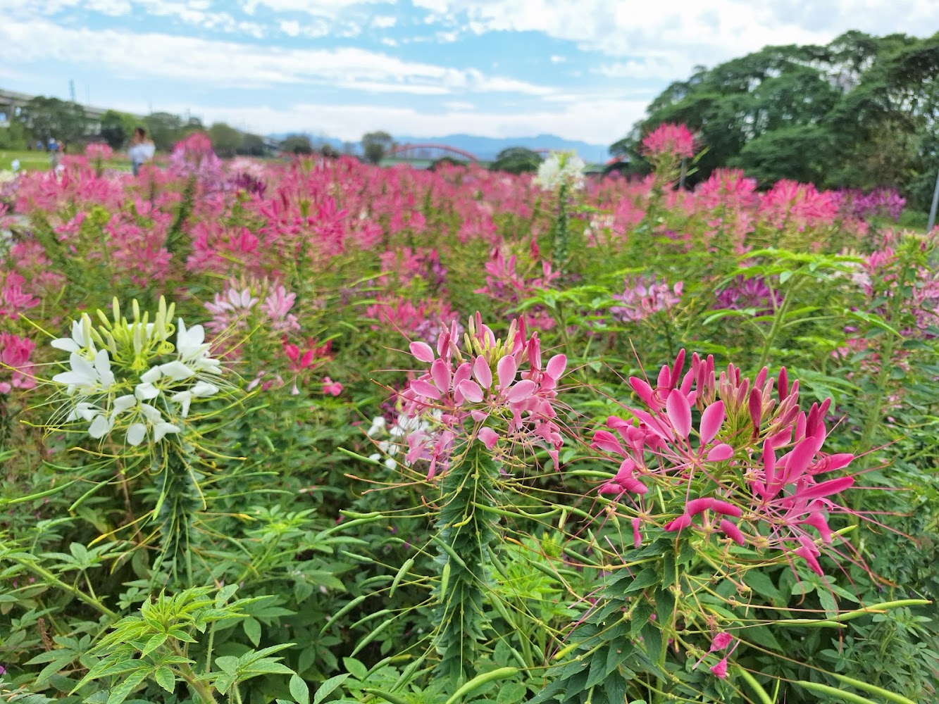 古亭河濱公園花海區盛開花田