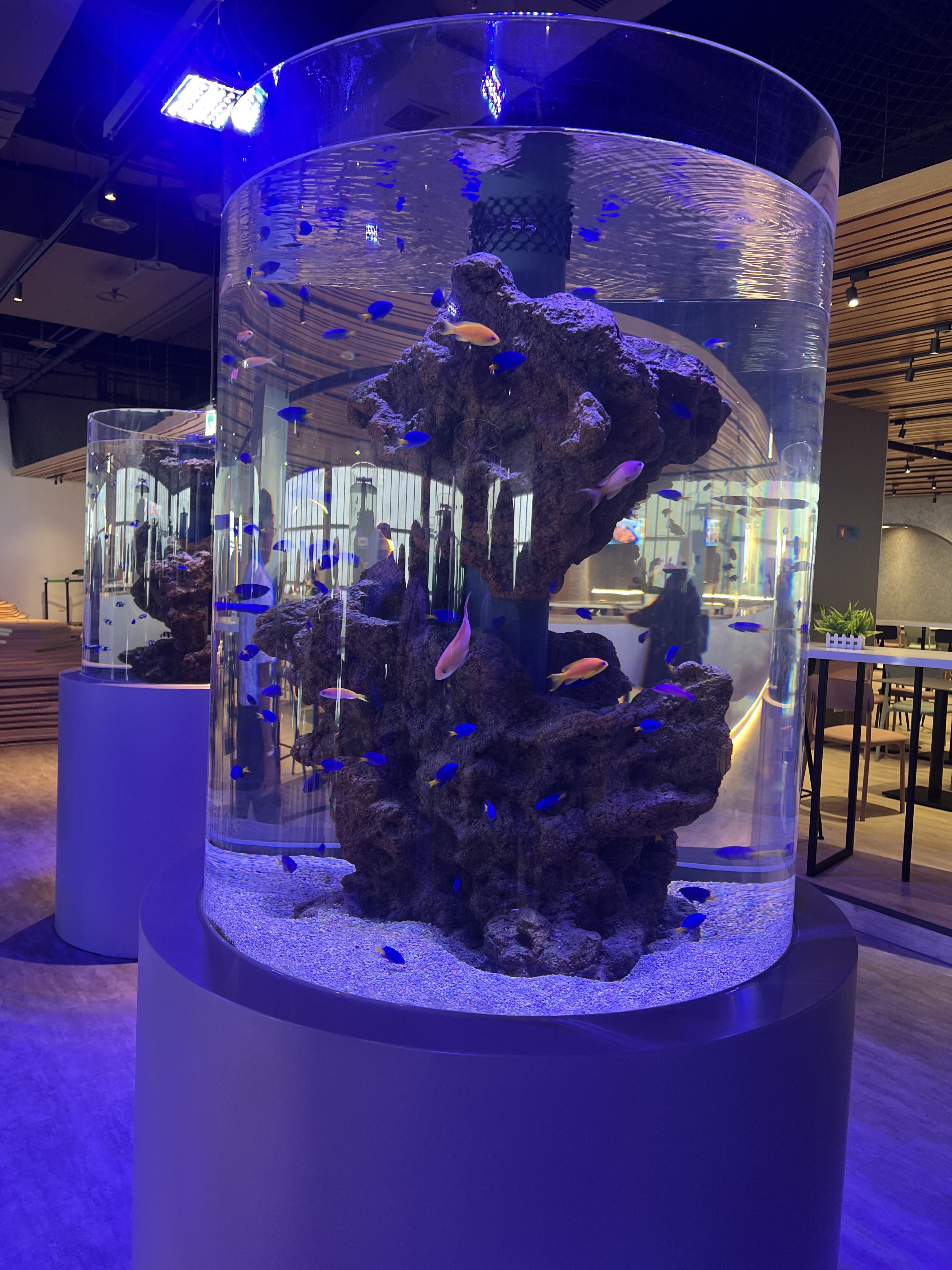 大型圓柱形水族箱