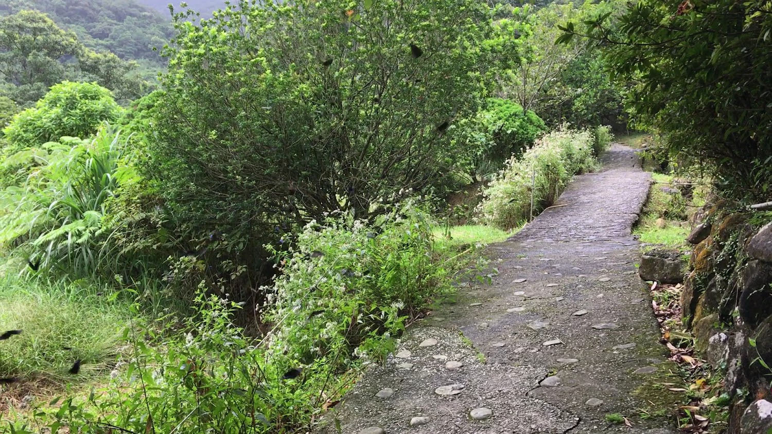 山林中的石板步道環境清幽