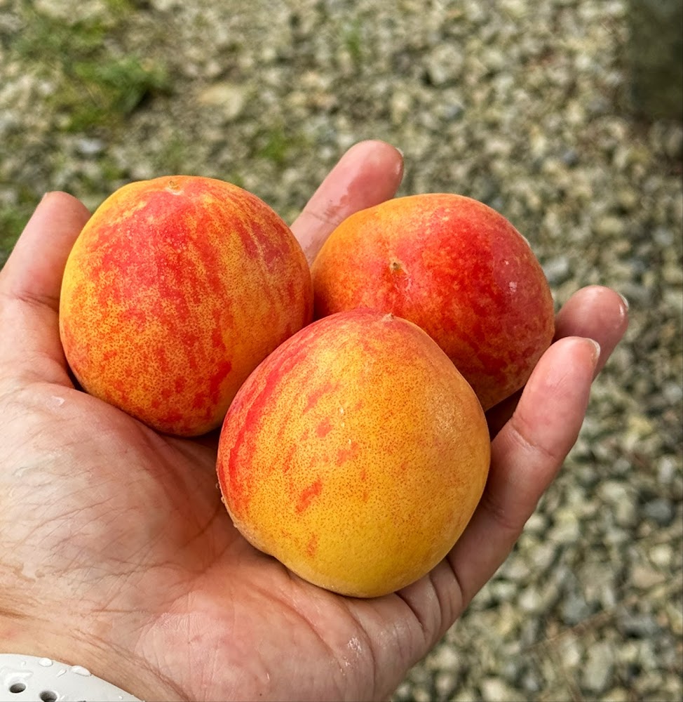 龍園果園手捧桃子
