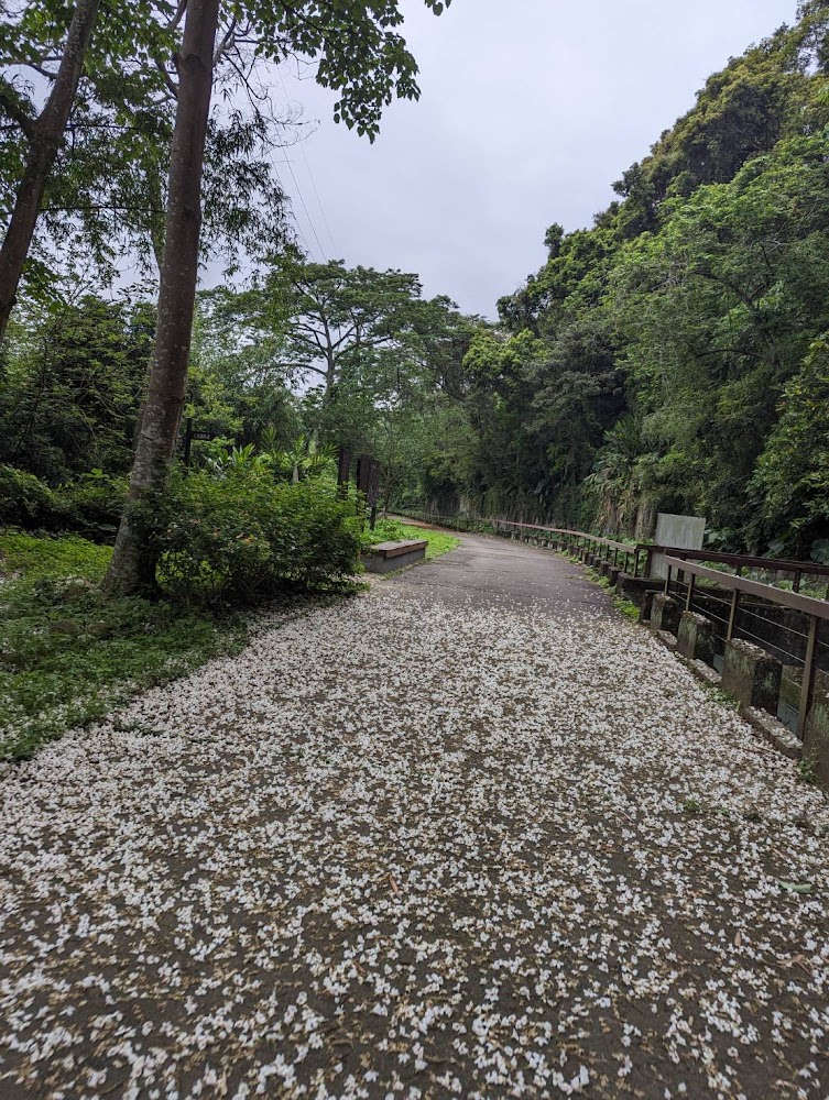 被綠樹包圍、地面鋪滿油桐花花瓣的步道