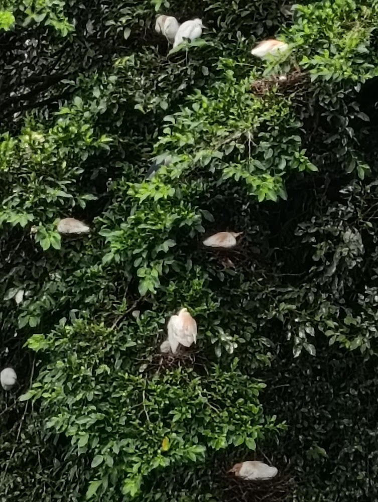 樹叢中有白色與橘褐色相間鳥類棲息築巢