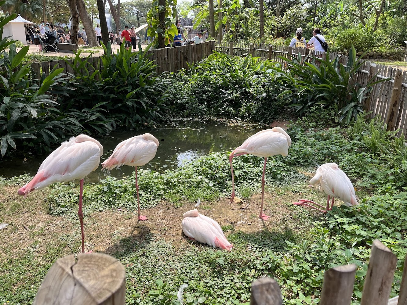 新竹市立動物園火鶴區