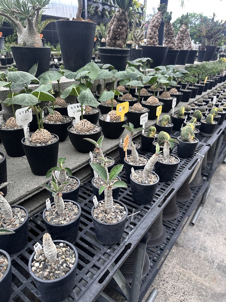 塊根植物園整齊排列多肉與塊根植株