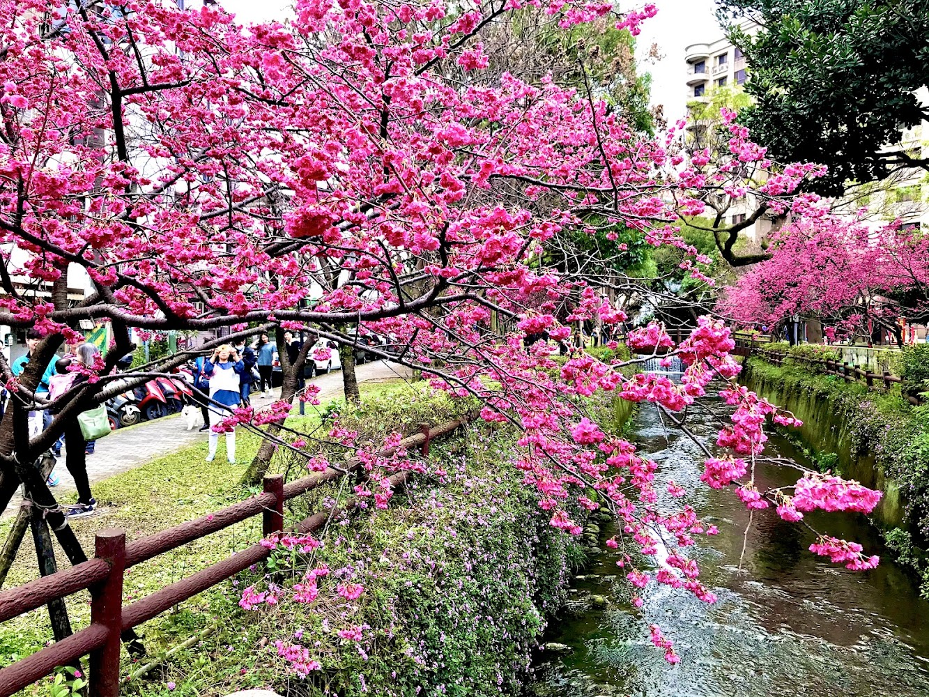 莒光環保公園河邊櫻花與賞花遊客