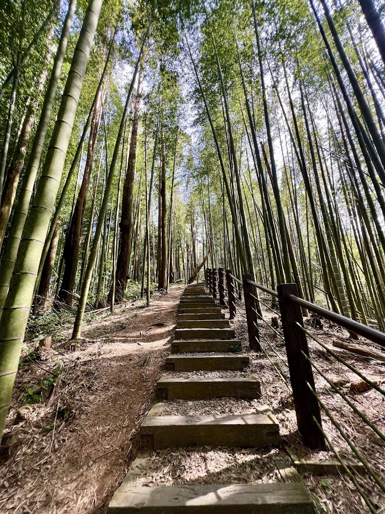 木馬古道竹林木棧階梯