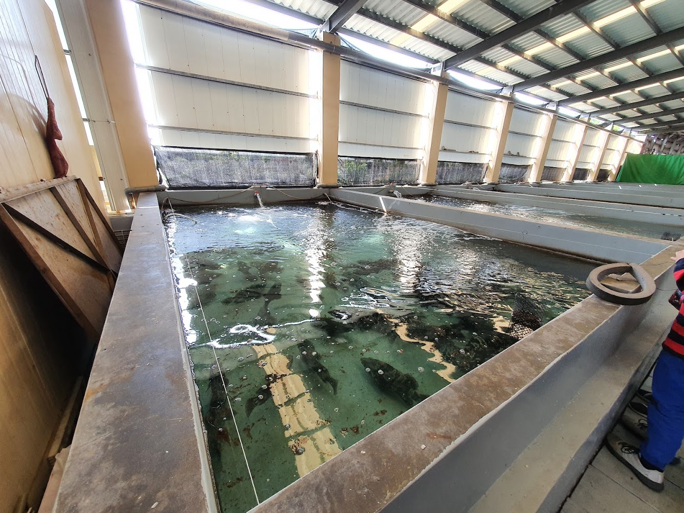 魚社長室內大型養殖水池