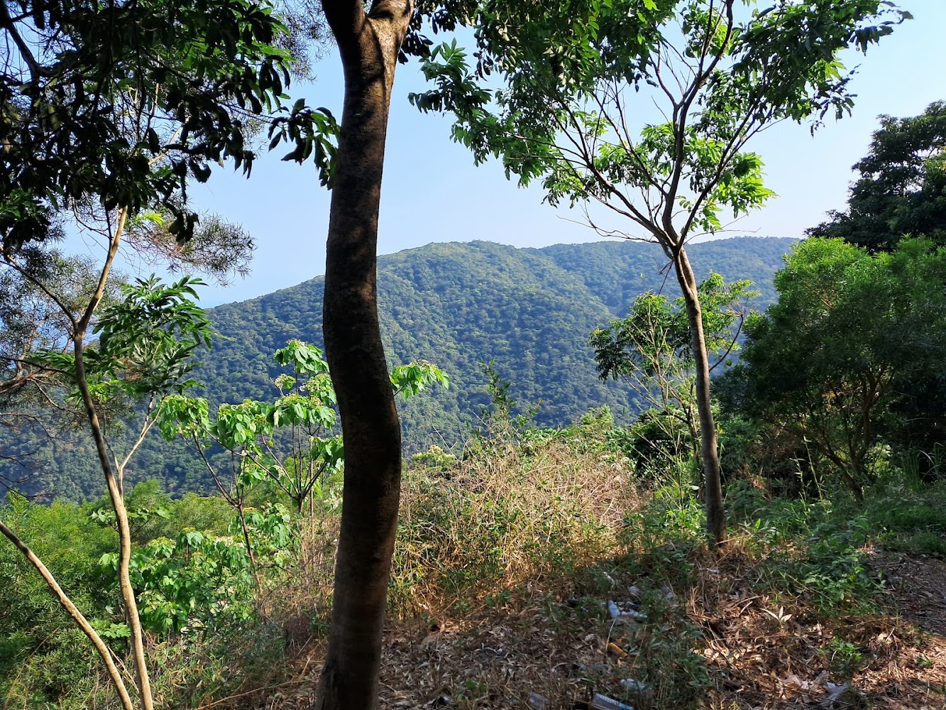 加奈美山周邊原始山林景觀