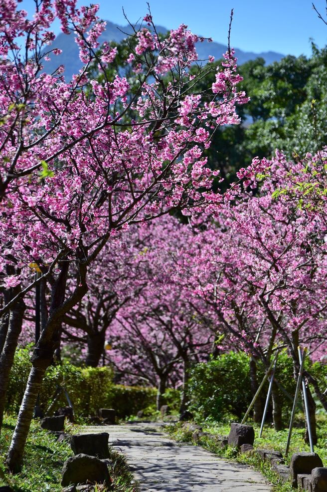 文山農場櫻花步道與粉色花景