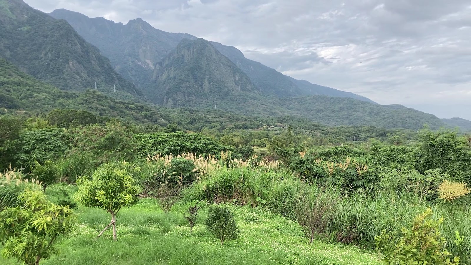 台東長濱長光地區山谷植被景觀,蓊鬱山林綿延至海岸