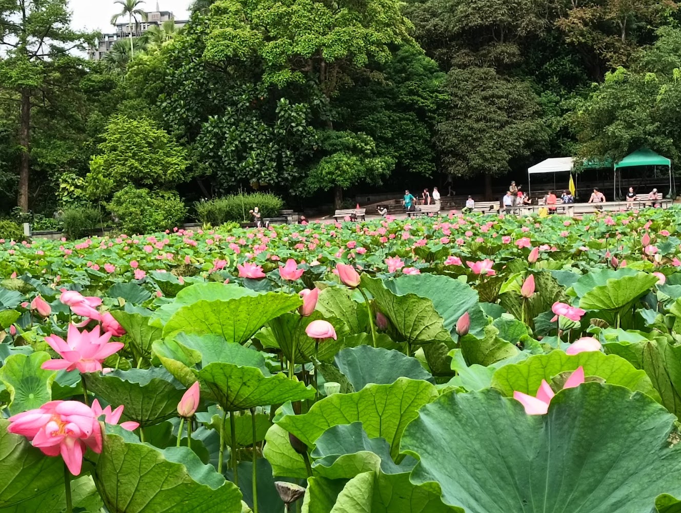 大片荷花池與步道景色