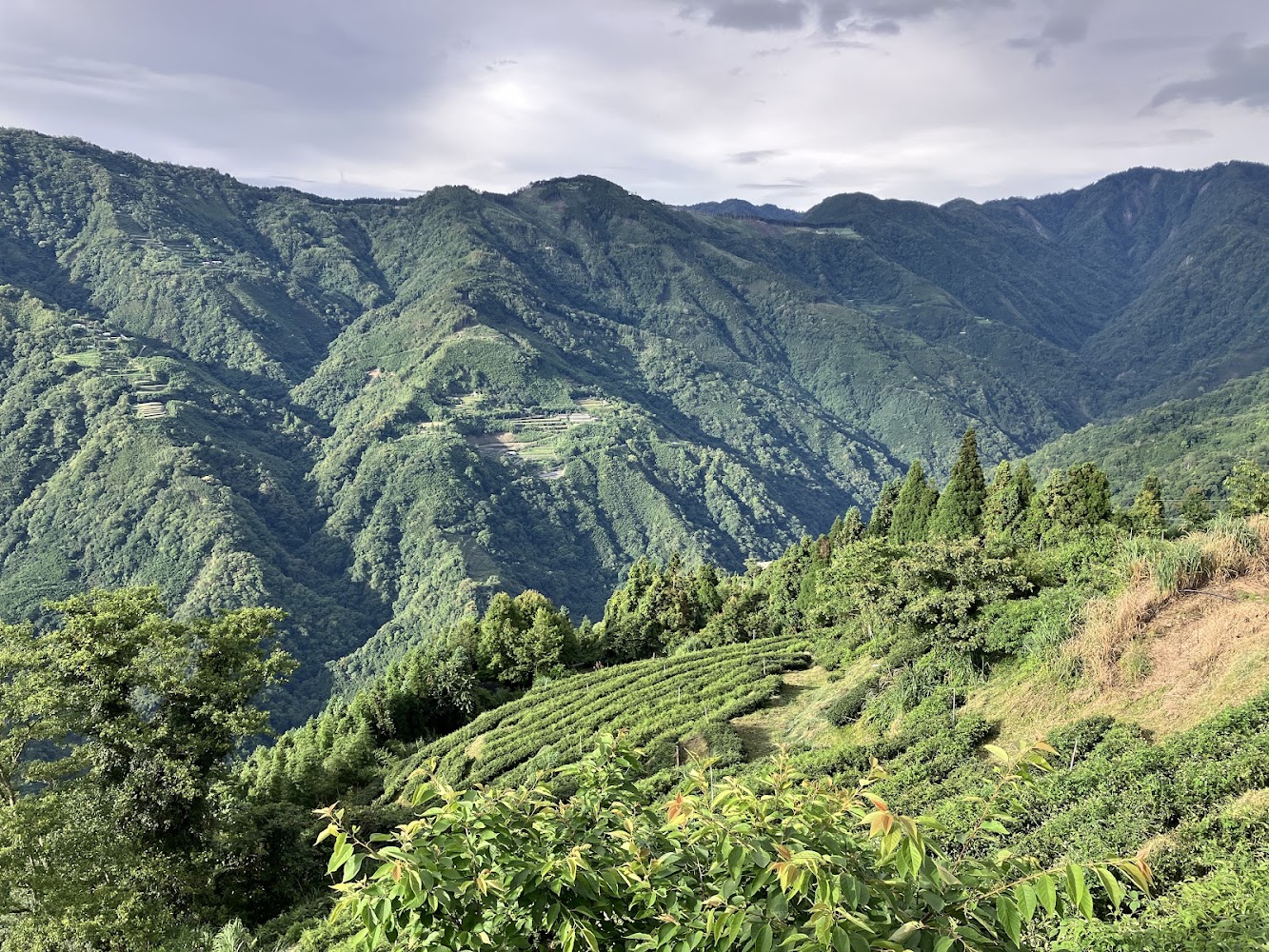 新竹五峰雲海景觀點梯田與山景