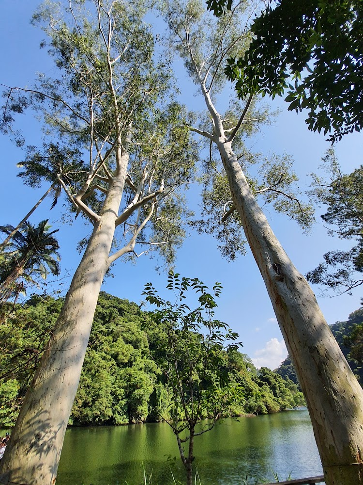 兩棵大樹矗立湖邊的後慈湖景觀