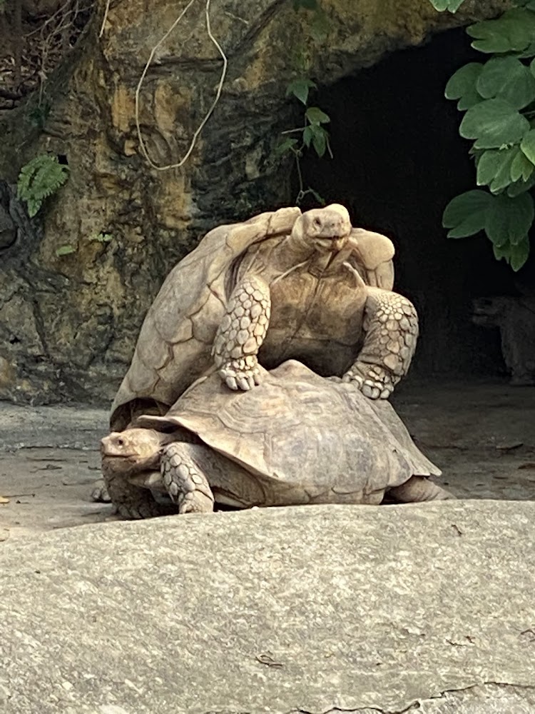 大型烏龜展區