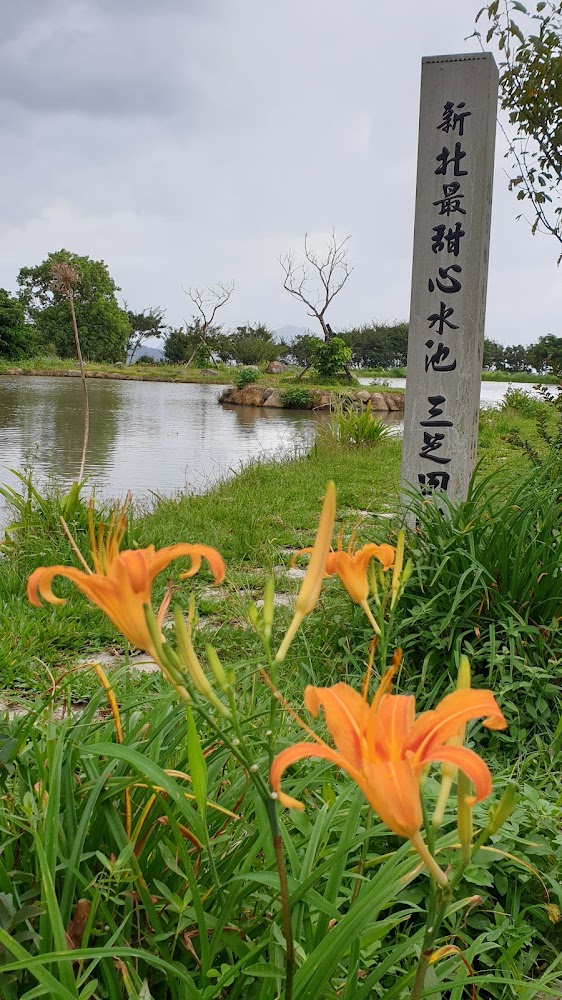 三芝田心子石柱與金針花