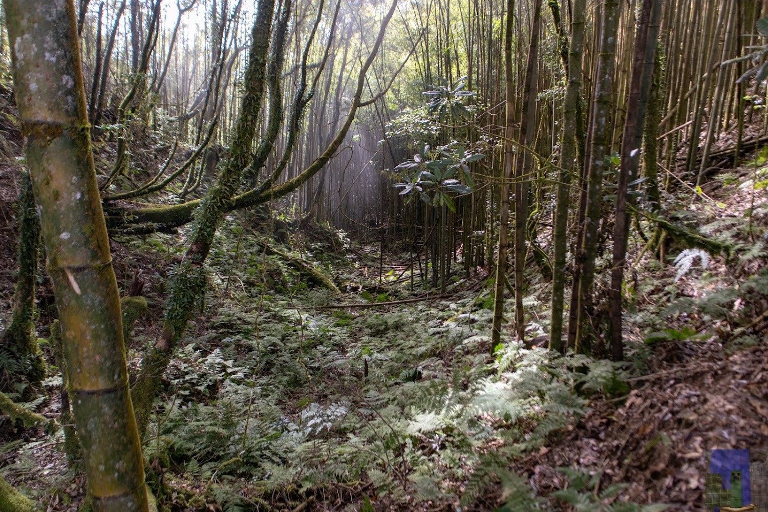 金柑樹山竹林與蕨類森林景觀